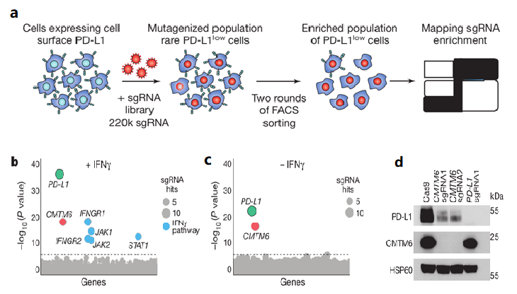 肿瘤免疫研究整体服务