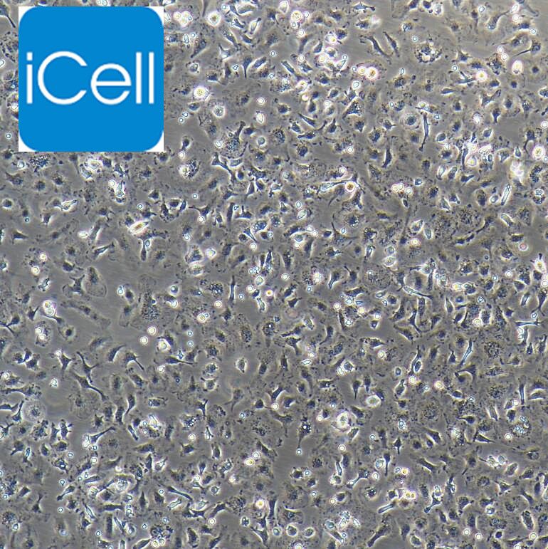 大鼠骨髓巨噬细胞 免疫荧光鉴定 镜像绮点（Cellverse）