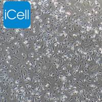 大鼠骨髓巨噬细胞/免疫荧光鉴定/镜像绮点(Cellverse)