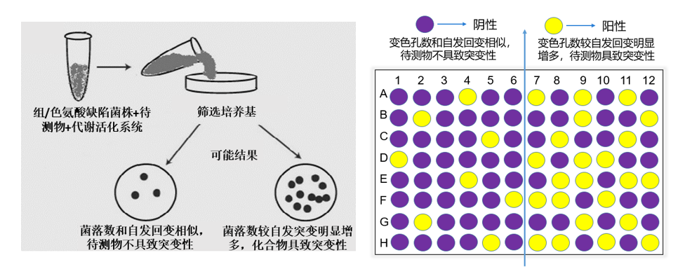 IPHASE/汇智和源 Ames试剂盒常见问题库