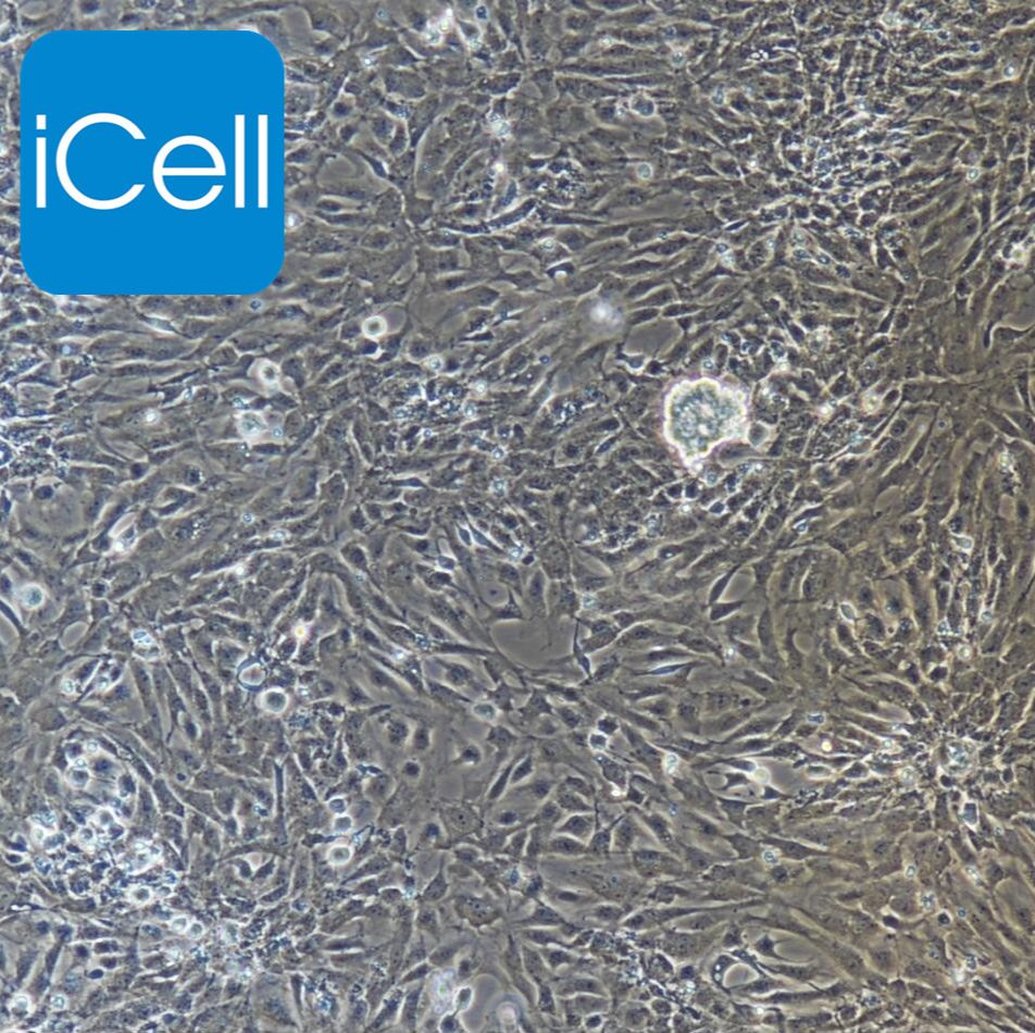 小鼠脐静脉内皮细胞/免疫荧光鉴定/镜像绮点（Cellverse）