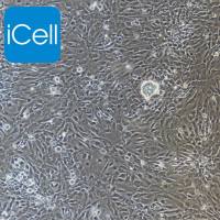 小鼠脐静脉内皮细胞/免疫荧光鉴定/镜像绮点（Cellverse）