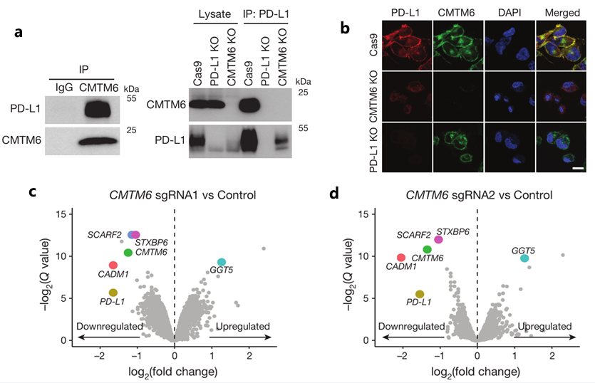 肿瘤免疫研究整体服务