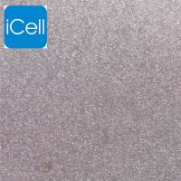 大鼠脾淋巴细胞/免疫荧光鉴定/镜像绮点（Cellverse）