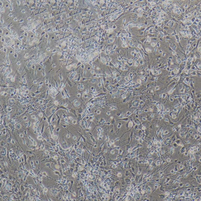 小鼠DRG神经元细胞/免疫荧光鉴定/镜像绮点（Cellverse
