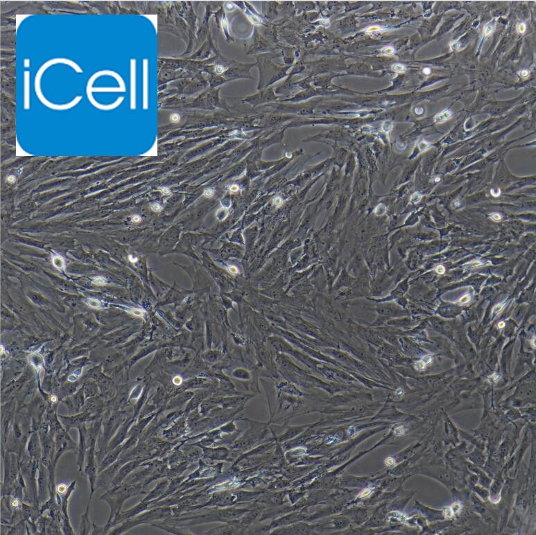 小鼠脑血管成纤维细胞  免疫荧光鉴定