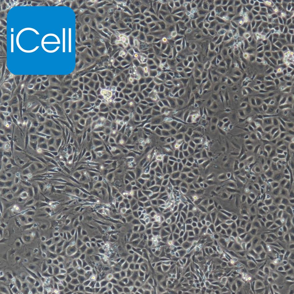 大鼠毛囊干细胞/免疫荧光鉴定/镜像绮点（Cellverse）