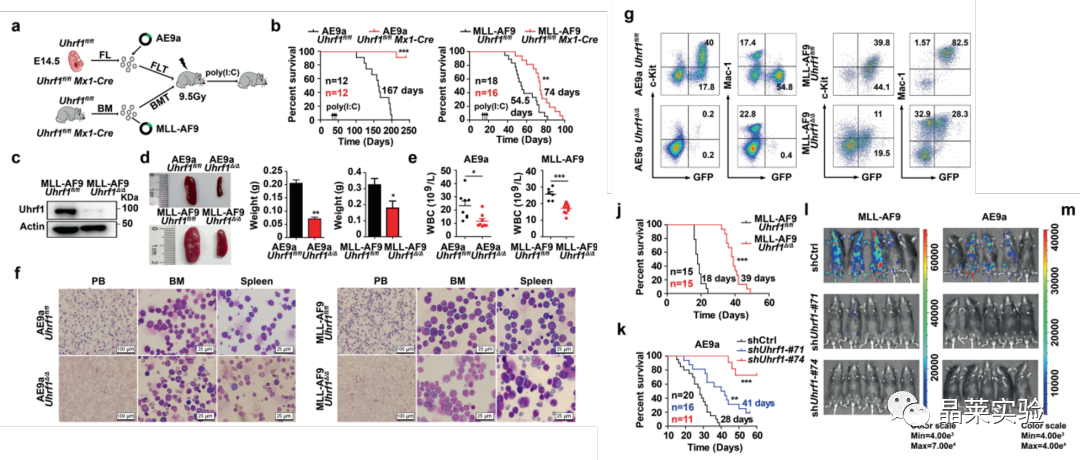 国自然热点转录调控研究之 “靶向UHRF1-SAP30-MXD4可消除髓性白血病中的白血病起始细胞”