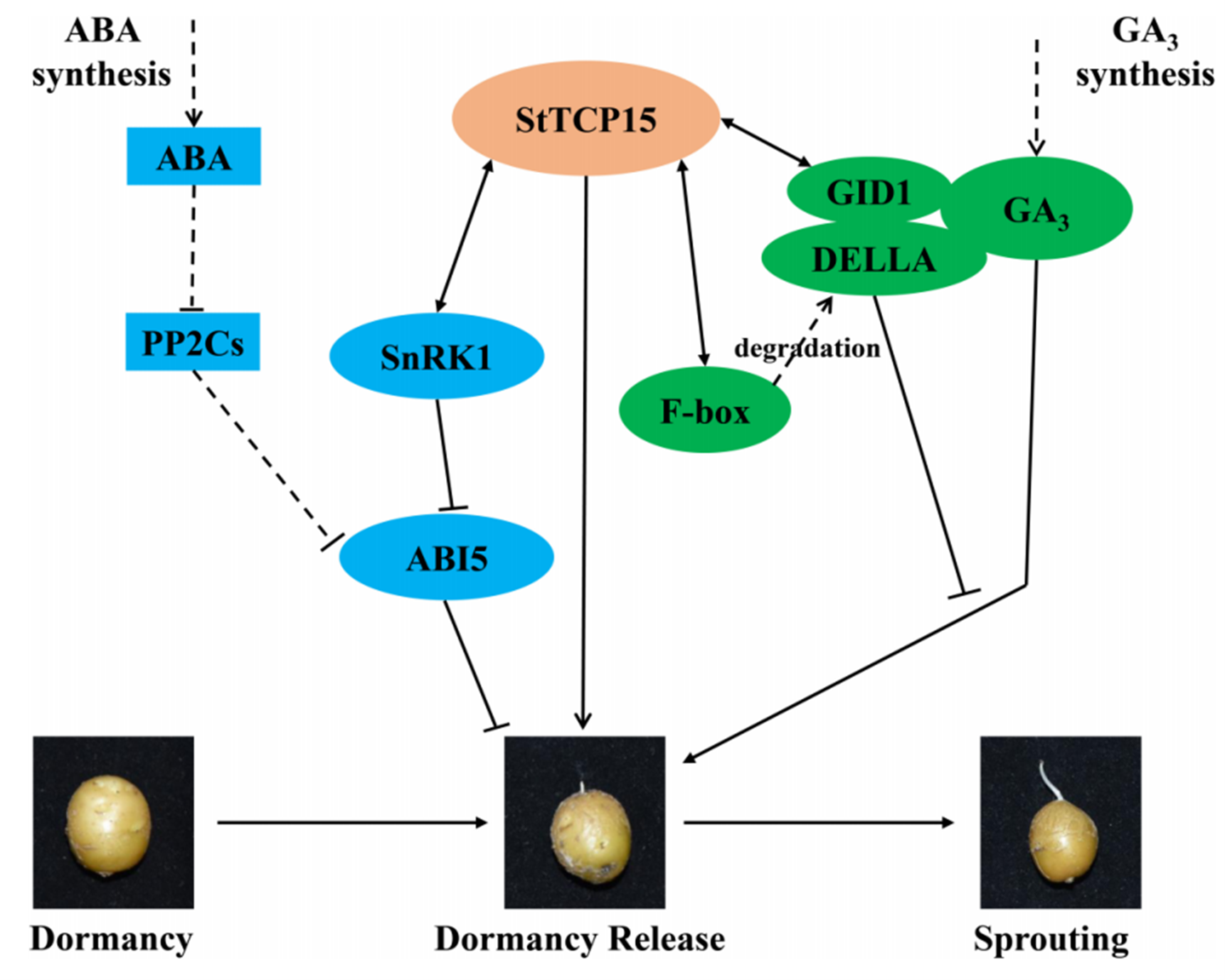 【文献速递】甘肃农业大学张宁教授团队在马铃薯发芽机制方面取得新进展