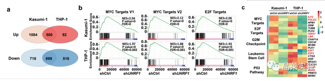 国自然热点转录调控研究之 “靶向UHRF1-SAP30-MXD4可消除髓性白血病中的白血病起始细胞”