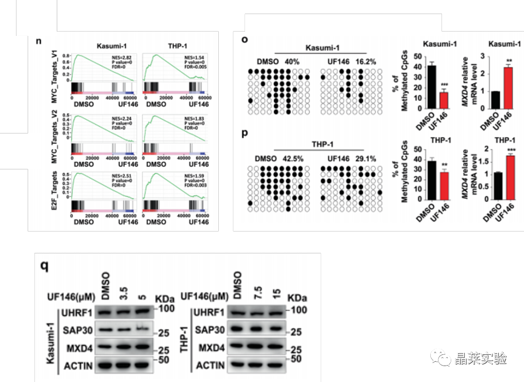 国自然热点转录调控研究之 “靶向UHRF1-SAP30-MXD4可消除髓性白血病中的白血病起始细胞”