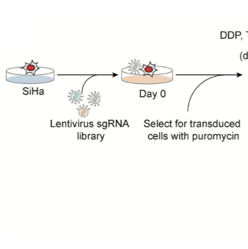 CRISPR-Cas9 sgRNA文库