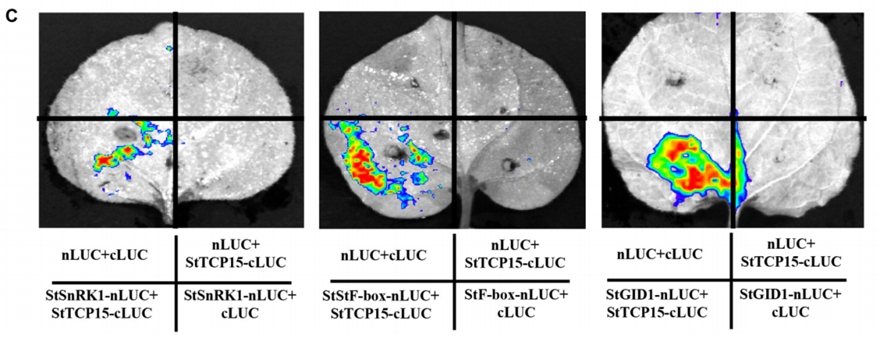 【文献速递】甘肃农业大学张宁教授团队在马铃薯发芽机制方面取得新进展