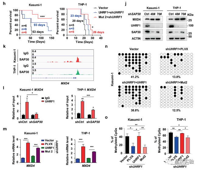 国自然热点转录调控研究之 “靶向UHRF1-SAP30-MXD4可消除髓性白血病中的白血病起始细胞”