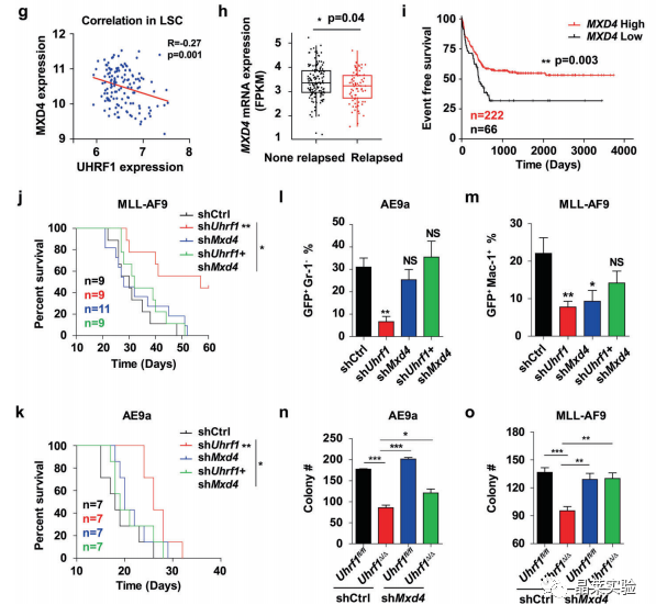 国自然热点转录调控研究之 “靶向UHRF1-SAP30-MXD4可消除髓性白血病中的白血病起始细胞”