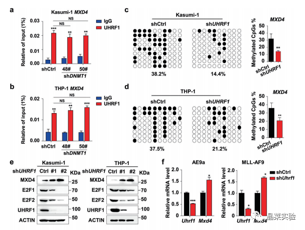 国自然热点转录调控研究之 “靶向UHRF1-SAP30-MXD4可消除髓性白血病中的白血病起始细胞”