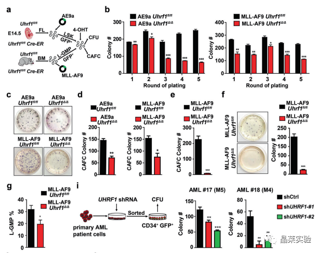 国自然热点转录调控研究之 “靶向UHRF1-SAP30-MXD4可消除髓性白血病中的白血病起始细胞”