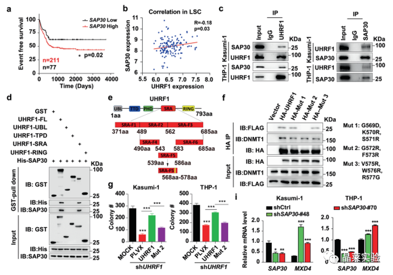 国自然热点转录调控研究之 “靶向UHRF1-SAP30-MXD4可消除髓性白血病中的白血病起始细胞”