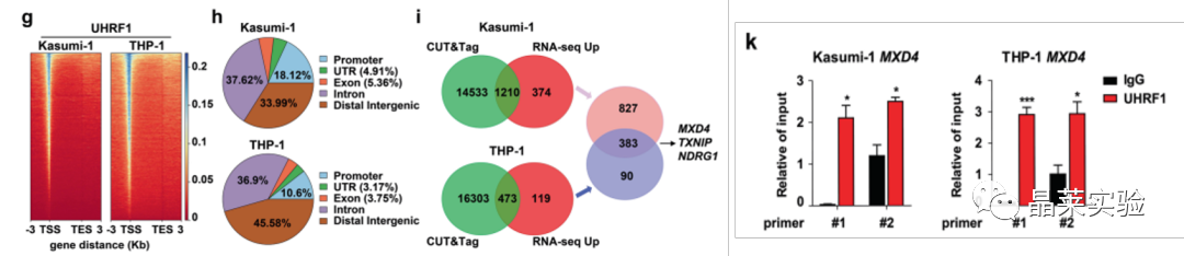 国自然热点转录调控研究之 “靶向UHRF1-SAP30-MXD4可消除髓性白血病中的白血病起始细胞”
