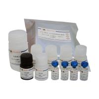 Human IL-38/IL-1F10 ELISA Kit