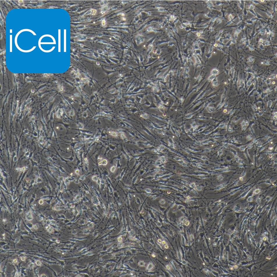 大鼠背根神经节细胞/免疫荧光鉴定/镜像绮点（Cellverse）