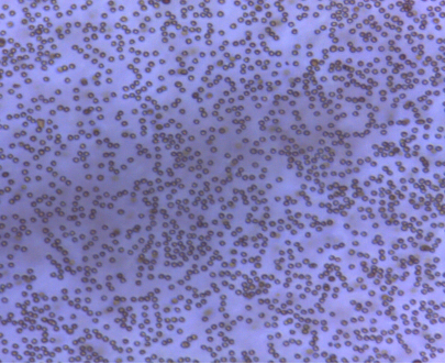 肉眼可见的磁珠质量，好磁珠看的见