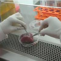 大鼠卵巢内膜细胞  免疫荧光鉴定/镜像绮点生物