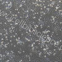 大鼠脐带间充质干细胞/免疫荧光鉴定