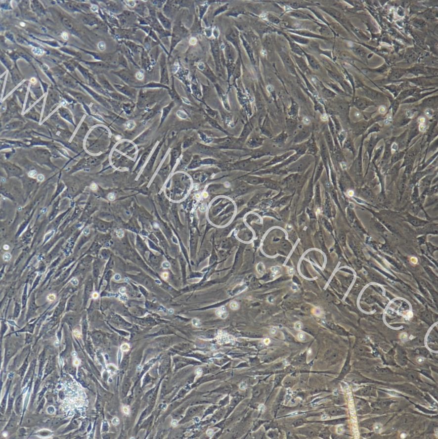 大鼠羊膜间充质干细胞  免疫荧光鉴定  镜像绮点生物
