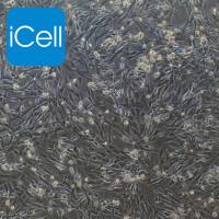 大鼠主动脉瓣膜间质细胞/免疫荧光鉴定/镜像绮点（Cellverse）