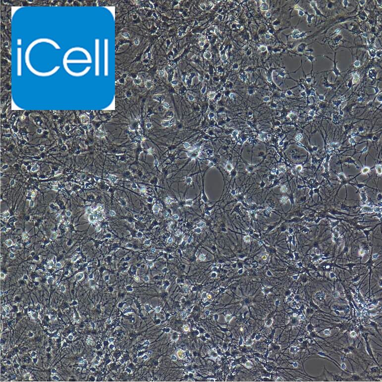 大鼠结肠神经元细胞/免疫荧光鉴定/镜像绮点（Cellverse）