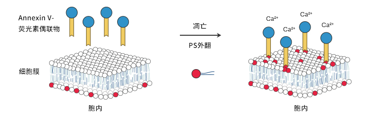从入门到精通：Annexin V凋亡实验超详细攻略