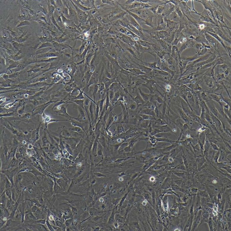 大鼠滑膜间充质干细胞  免疫荧光鉴定 镜像绮点