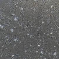 大鼠滑膜间充质干细胞/免疫荧光鉴定/镜像绮点