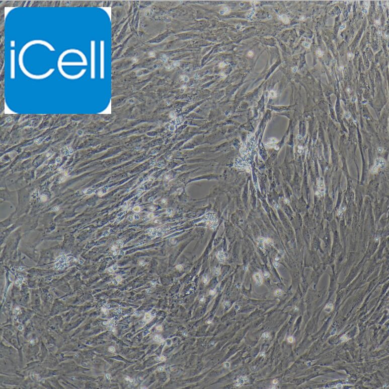 大鼠肠间质细胞/免疫荧光鉴定/镜像绮点（Cellverse）