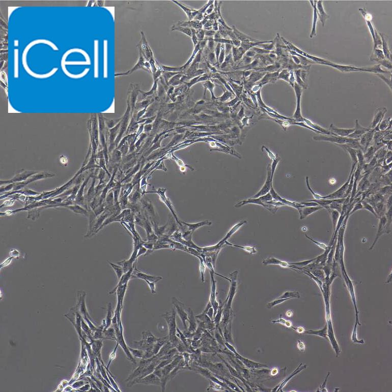 大鼠颈静脉内皮细胞  免疫荧光鉴定 镜像绮点（Cellverse）