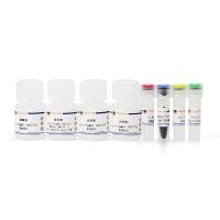 BeyoMag™磁珠法动物RNA提取试剂盒