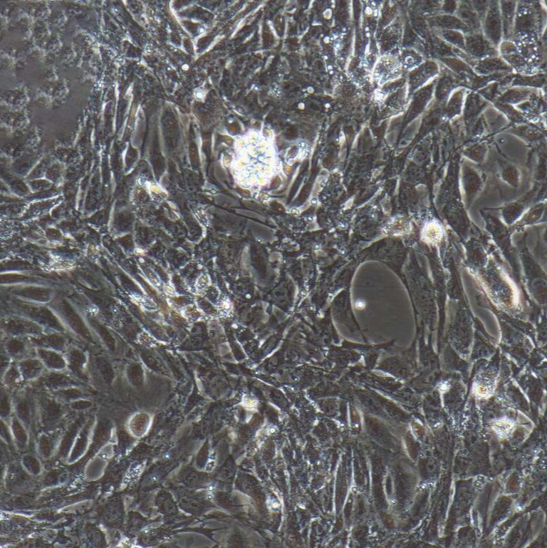 大鼠角膜内皮细胞  免疫荧光鉴定  镜像绮点（Cellverse）