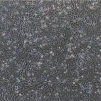 兔神经胶质细胞/免疫荧光鉴定/镜像绮点（Cellverse）