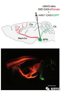 枢密科技测试：rAAV/Retro逆标效率