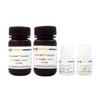 BeyoCUBIC™ Animal Tissue Optical Clearing Kit