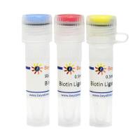 Avi标签蛋白生物素标记试剂盒(BirA法)