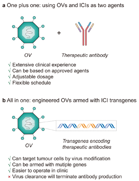 综述丨溶瘤病毒助推免疫检查点抑制：发展现状与未来的挑战