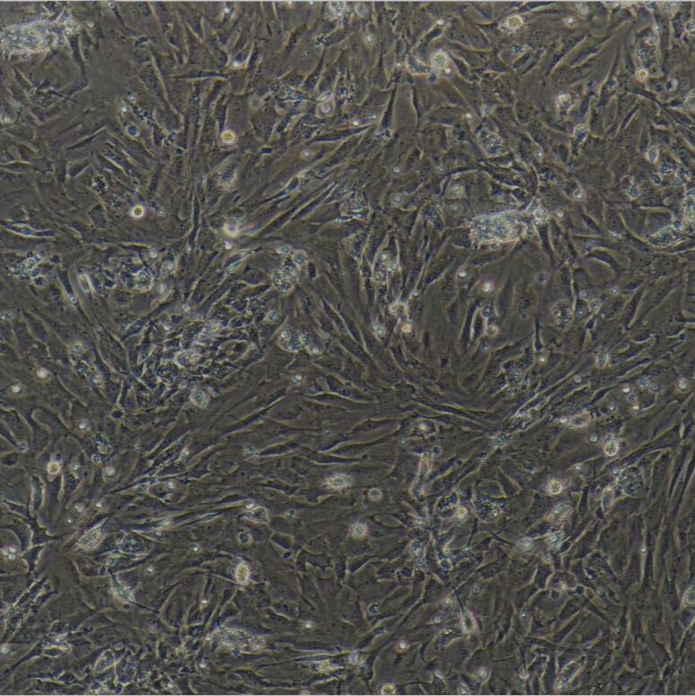 猪肺动脉平滑肌细胞/免疫荧光鉴定/镜像绮点（Cellverse）