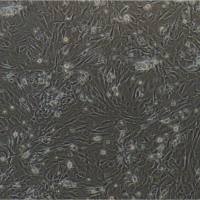 猪肺动脉平滑肌细胞/免疫荧光鉴定/镜像绮点（Cellverse）