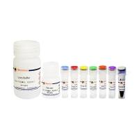 免疫沉淀试剂盒(Protein A琼脂糖凝胶法)