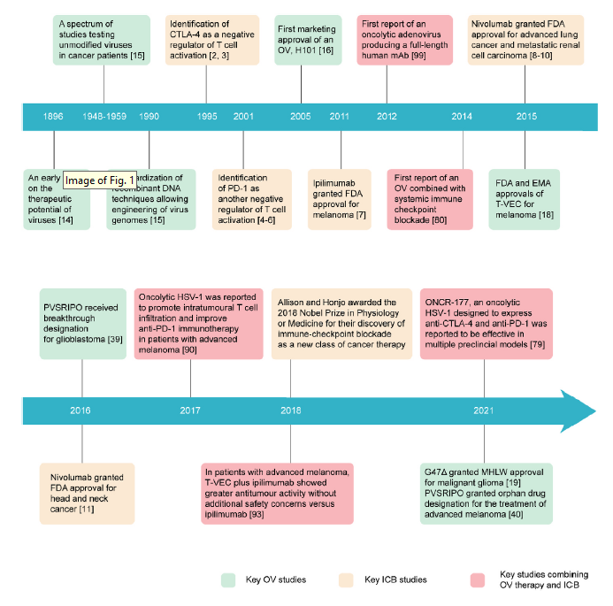 综述丨溶瘤病毒助推免疫检查点抑制：发展现状与未来的挑战