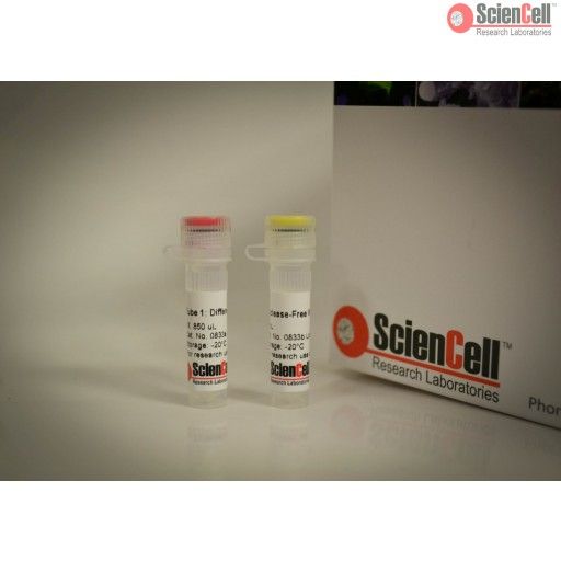 0833 ScienCell人胚层鉴定试剂盒 HGL PCR，Human Germ Layer Detection Kit