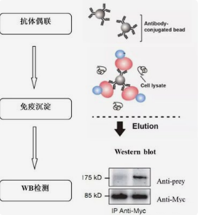  免疫共沉淀(Co-IP)操作步骤与注意事项