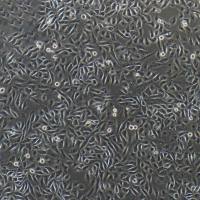 猪子宫内膜上皮细胞/免疫荧光鉴定